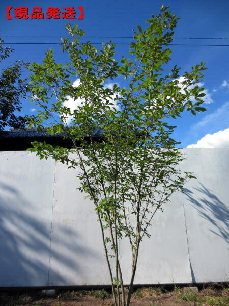 コナラ　株立樹高2.3-2.6m(根鉢含まず）シンボルツリー　庭木 植木 落葉樹 落葉高木