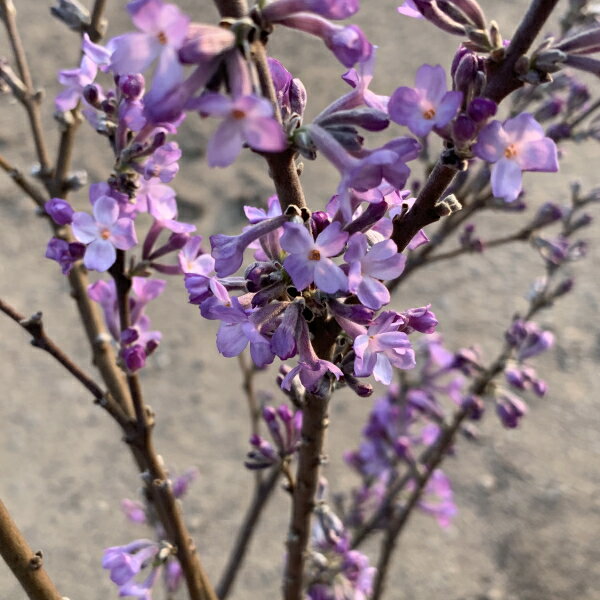 大きい 長寿桜　チョウジュザクラ 60cm前後(根鉢含まず)