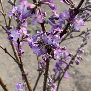 大きい 長寿桜 チョウジュザクラ 60cm前後(根鉢含まず) 花木 庭木 植木 落葉樹 落葉低木 苗木【送料無料】