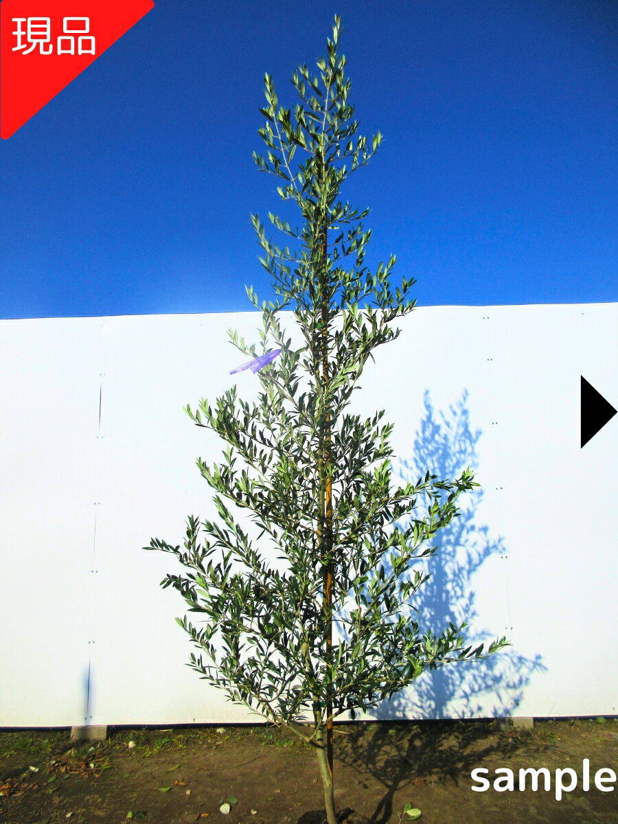 【現品発送】オリーブの木 アルベ