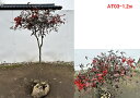 【現品発送】アカナンテン 赤南天樹高1.2m(根鉢含まず) 庭木 植木 常緑樹 常緑低木 鉢植え【送料無料】