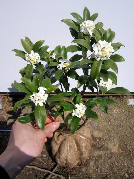 良い香りの白花 沈丁花 2022新作 ジンチョウゲ 白25cm前後 根鉢含まず 花木 植木 常緑低木 常緑樹 庭木