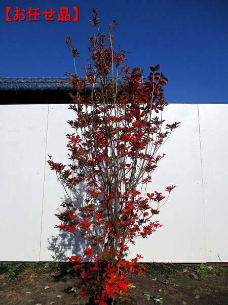 ベニドウダンツツジ(紅満天星)樹高1.2m以上(根鉢含まず)　紅ドウダン　花木　庭木　植木　落葉樹　落葉低木　紅葉【送料無料】