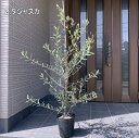 【送料無料】【選べる11品種】オリーブの木鉢植え特大7号ポット(21cmポット) 80cm前後(根鉢含まず)【翌日発送可】【母の日】【ははのひ】【ギフト】【記念樹】【新築祝い】