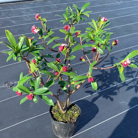 でかい 赤花 沈丁花(ジンチョウゲ) 50cm前後(鉢底から) 花木 庭木 植木 常緑樹 常緑低木【送料無料】