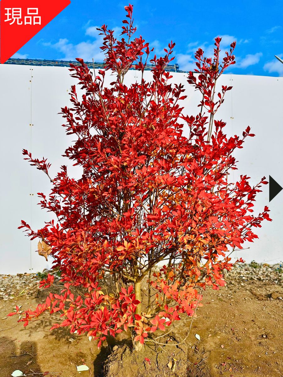 【現品発送】ドウダンツツジ 白花樹高1.1-1.2m(根鉢含まず) 花木 庭木 植木 落葉樹 落葉低木【送料無料】