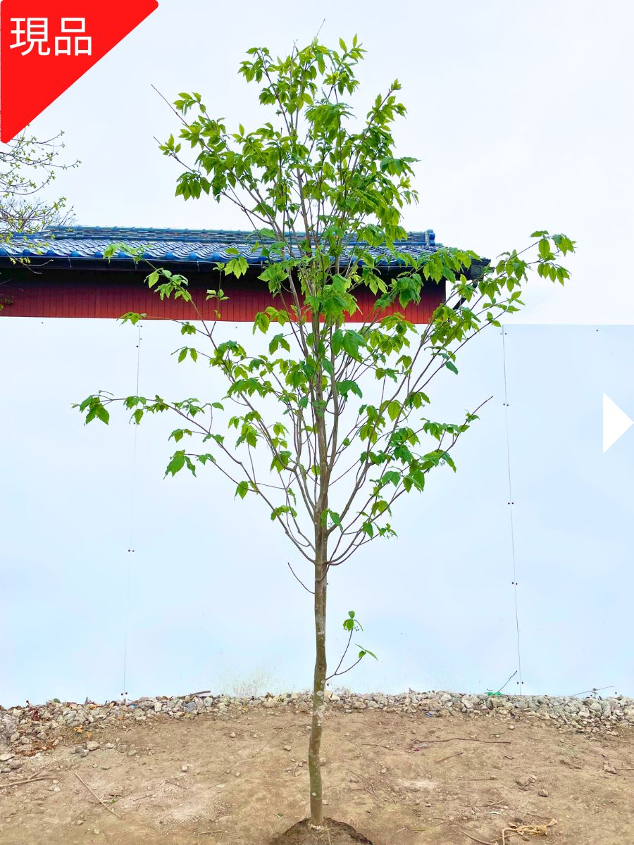 【現品発送】ツリバナ 樹高2.4-2.6m(