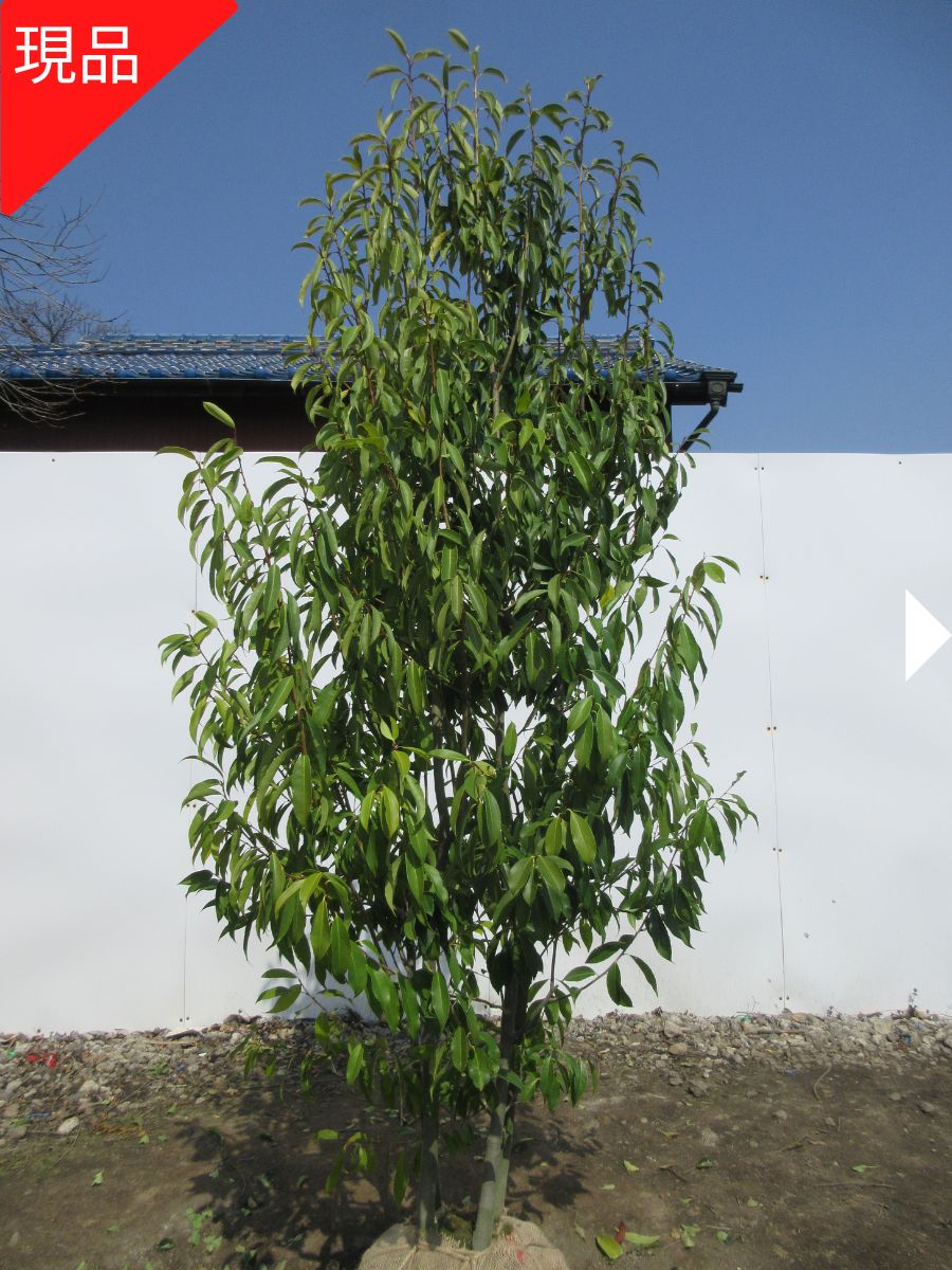 【現品発送】ナナミノキ(七実の木) 株立樹高2.0-2.1m(根鉢含まず) シンボルツリー 庭木 植木 常緑樹 常緑高木【送料無料】