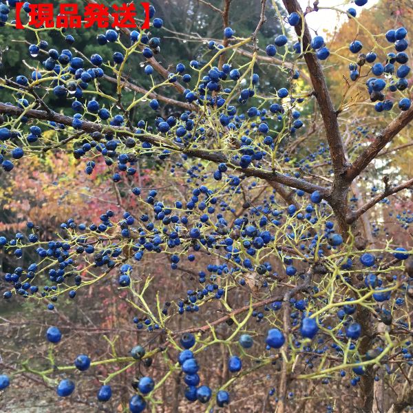 【現品発送】写真の商品を発送致します。 【送料無料】 ※北海道・沖縄・離島地域にはお届けを行っておりません [S2.0]サワフタギ（沢蓋木） サワフタギは、秋に色づく鮮やか実が藍色ととても珍しい。沢を塞ぐように繁ることから沢蓋木（サワフタギ）と名づけられた。野生味のある樹姿で、雑木林風庭園や坪庭に最適です。 分類 植栽適地 落葉高木 北海道〜九州 鑑賞ポイントと時期 5月頃 白い小花が枝先に群がって咲く 10月頃 鮮やかな藍色に熟した実が魅力的です 管理のポイント 植えつけ 半日陰〜日向地で、排水性のよい土壌を好む。乾燥気味の土壌では、堆肥や腐葉土等を混ぜて植えつけを行うとよい。 水やり →水遣りのページをご参照ください（ここをクリック）← 肥料→肥料とは 2月頃に寒肥（有機質肥料）を与える。 基本の剪定 自然な樹形がよく、強い剪定はなるべく避ける。剪定する場合は、伸びすぎたり、邪魔な枝の間引き程度を落葉時期に行う。自然体が基本なので、あまり剪定の必要は無く、毎年少しずつ樹形を整えていく。
