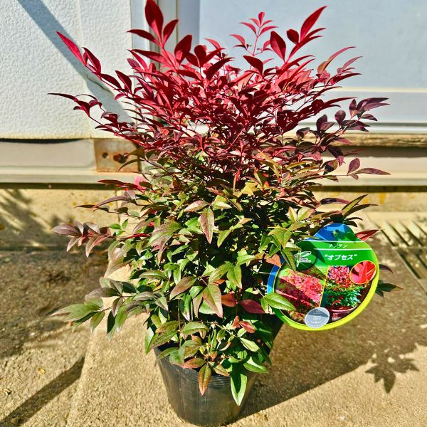 矮性ナンテン 南天(オブセス)5号 【送料無料】 なんてんの木 南天の木 ナンテン 屋外用 観葉植物 外用 ベランダ 玄関前 庭木 植木 常緑樹 常緑低木 PVP