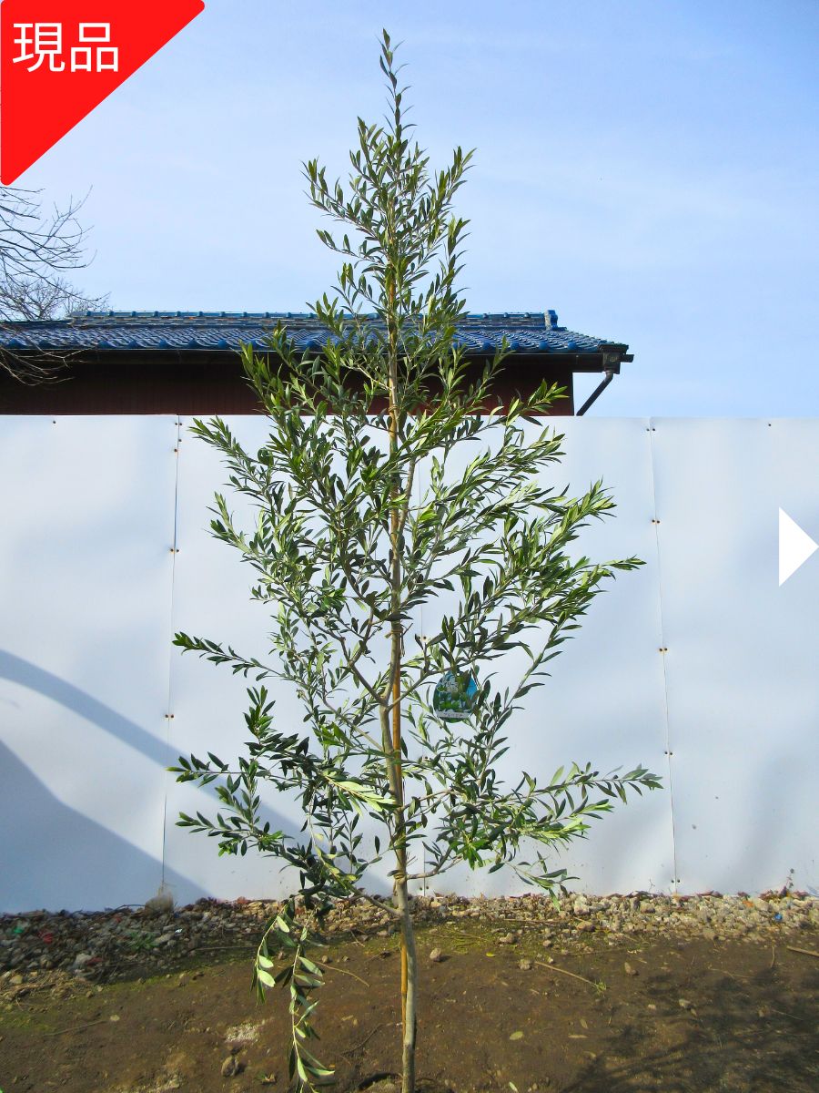 【現品発送】オリーブの木(アルベキナ)樹高1.7m-2.1m(根鉢含まず）シンボルツリー 庭木 植木 常緑樹 常緑高木【送料…