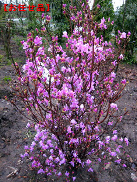 ミツバツツジ紫花樹高1.2m前後(根鉢