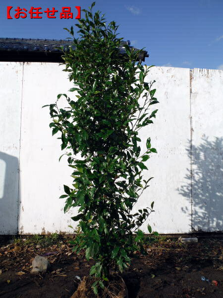 カラタネオガタマ(ポートワイン) 赤花樹高1.5m前後(根鉢含まず) シンボルツリー 庭木 植木 常緑樹 常緑高木【送料無料】