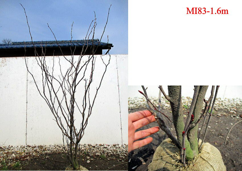 流行に 現品発送 マルバノキ樹高1 5m 1 7m 根鉢含まず 庭木 植木 落葉樹 落葉低木 Autosmea Com 流行に 現品発送 マルバノキ樹高1 5m 1 7m 根鉢含まず 庭木 植木 落葉樹 落葉低木 Autosmea Com