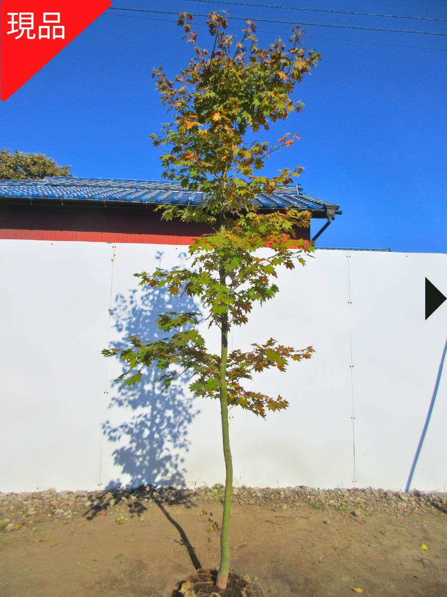 現品発送】コハウチワカエデ 樹高2.4-2.5m(根鉢含まず)小羽団扇 現品発送】コハウチワカエデ 樹高2.4-2.5m(根鉢含まず)小羽団扇