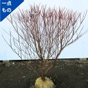 【一点もの】シロヤシオ(ゴヨウツツジ、ヤシオツツジ) 樹高0.9m(根鉢含まず)花木 庭木 植木 落葉樹 落葉低木【送料無料】