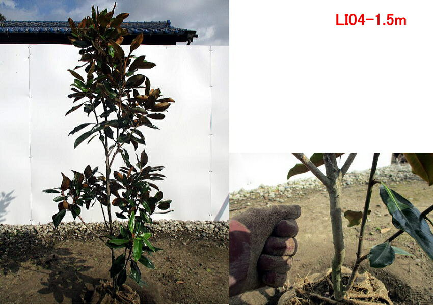 現品発送 タイサンボク リトルジェム 庭木 ガーデニング 農業 樹高1 5m 根鉢含まず シンボルツリー 送料無料 タイサンボク リトルジェム 樹高1 5m 根鉢含まず シンボルツリー 春から秋まで花を楽しめる 成長が大変遅く大きくならない 現品発送 常緑樹