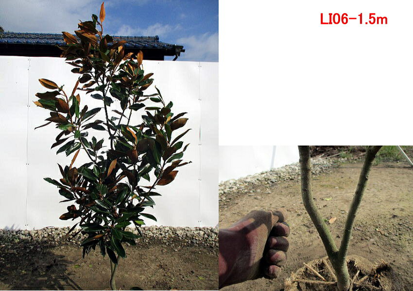 現品発送 タイサンボク リトルジェム 庭木 ガーデニング 農業 樹高1 5m 根鉢含まず シンボルツリー 送料無料 タイサンボク リトルジェム 樹高1 5m 根鉢含まず シンボルツリー 春から秋まで花を楽しめる 成長が大変遅く大きくならない 現品発送 常緑樹