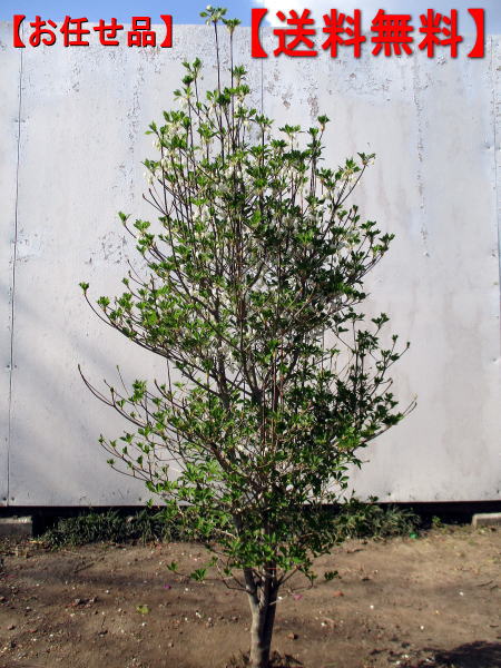 ドウダンツツジ 白花樹高1.2m前後 根鉢含まず 花木 庭木 植木 落葉樹 落葉低木【送料無料】