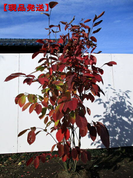 シラキ 樹高1.7-2.0m(根鉢含まず）雑木 白木 シンボルツリー 庭木 植木 落葉樹 落葉高木