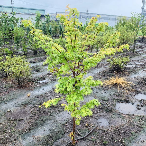 サンゴカクモミジ 珊瑚閣(珊瑚閣)樹高2.0m前後(根鉢含まず) 紅葉 シンボルツリー 庭木 植木 落葉樹 落葉高木【送料無料】