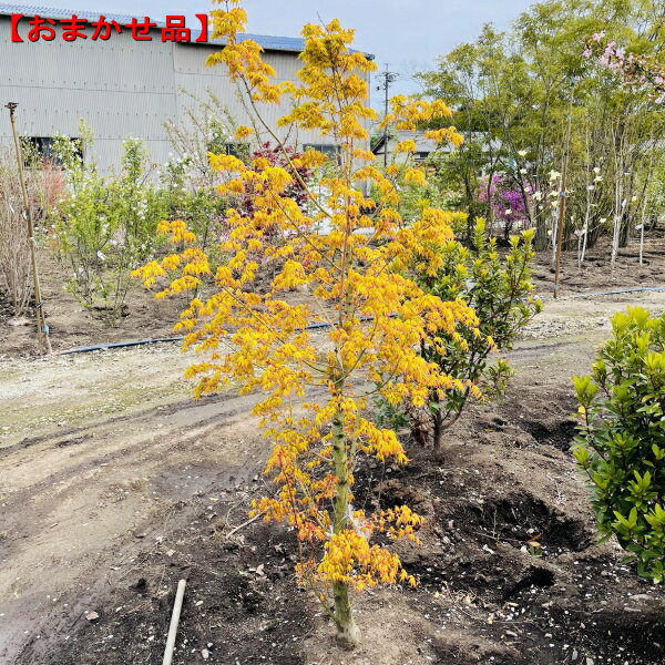 楽天市場】庭木(種類(植物)イロハモミジ)(植木 楽天市場】庭木(種類(植物)イロハモミジ)(植木