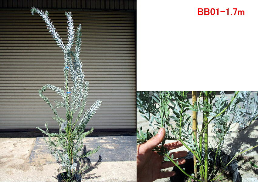 目隠しになるおしゃれな庭木15選 植木や生垣にピッタリの常緑樹をご紹介 暮らし の