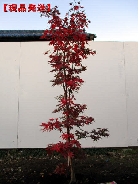 モミジ 大盃(オオサカズキ)樹高1.6-1.8m(根鉢含まず) 紅葉 シンボルツリー 庭木 植木 落葉樹　落葉高木