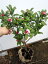 でかい 赤or白花 沈丁花 ジンチョウゲ 60cm以上(根鉢含まず) 苗 苗木 花木 庭木 植木 常緑樹 常緑低木 5,980円