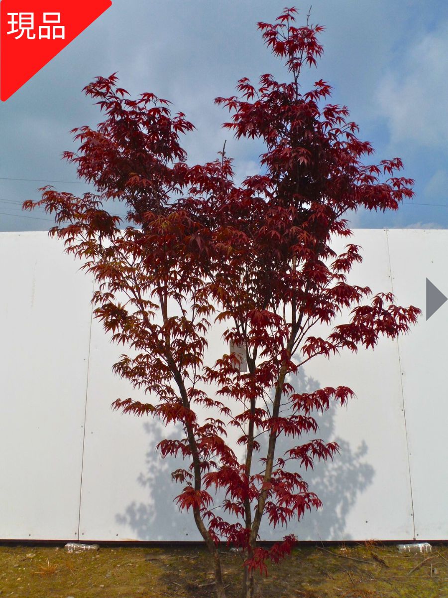 【現品発送】ノムラモミジ 野村紅葉 株立ち 樹高2.1-2.3m(根鉢含まず)シンボルツリー 庭木 植木 落葉樹 落葉高木