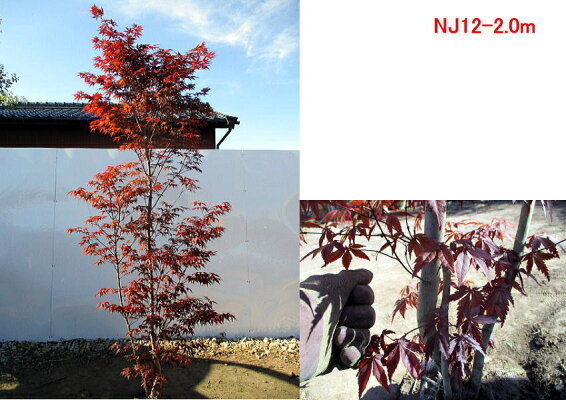 楽天市場 現品発送 ノムラモミジ 野村紅葉 樹高1 8 2 1m 根鉢含まず シンボルツリー 庭木 植木 落葉樹 落葉高木 ぐりーんぐりーん 楽天市場 現品発送 ノムラモミジ 野村紅葉 樹高1 8 2 1m 根鉢含まず シンボルツリー 庭木 植木 落葉樹 落葉高木 ぐりーんぐりーん
