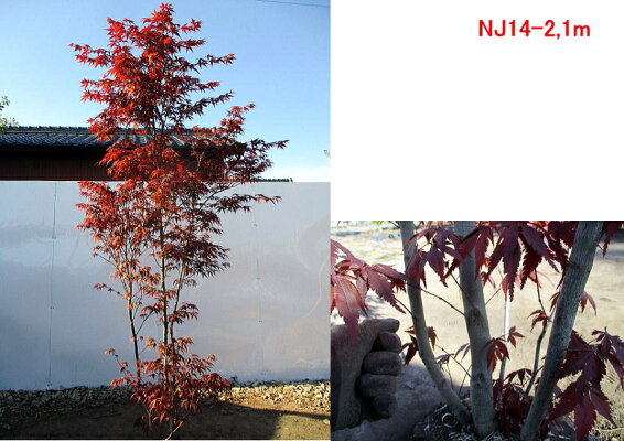 楽天市場 現品発送 ノムラモミジ 野村紅葉 樹高1 8 2 1m 根鉢含まず シンボルツリー 庭木 植木 落葉樹 落葉高木 ぐりーんぐりーん 楽天市場 現品発送 ノムラモミジ 野村紅葉 樹高1 8 2 1m 根鉢含まず シンボルツリー 庭木 植木 落葉樹 落葉高木 ぐりーんぐりーん