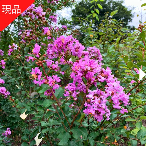 【現品発送】サルスベリ(百日紅)紫花 樹高2.2-2.3m(根鉢含まず) シンボルツリー 花木 庭木 植木 落葉樹 落葉高木のサムネイル