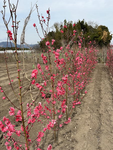 花桃（ハナモモ) 赤花 矢口桃(ヤグチモモ) 樹高2.0m前後(根鉢含まず）シンボルツリー 庭木 植木 落葉樹 落葉高木 花木【送料無料】