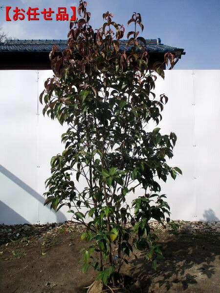 常緑ヤマボウシ 月光 株立ち樹高1.5m前後(根鉢含まず）シンボルツリー 庭木 植木 常緑樹 常緑高木