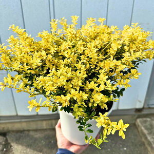 ゴールデンジェム 6号鉢 鉢カバー イヌツゲ 庭木 植木 常緑樹 常緑低木【送料無料】