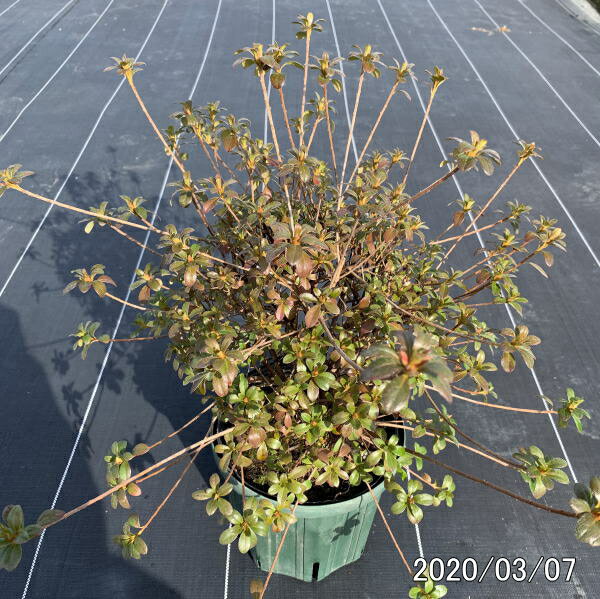 驚きの春 秋2回綺麗な花を楽しめるからもらって嬉しい鉢花 珍しい四季咲きツツジがこのボリューム 特大6号鉢 鉢植え 常緑低木 常緑樹 植木 花木 人気ブレゼント 庭木 驚きの春 秋2回綺麗な花を楽しめるからもらって嬉しい鉢花 珍しい四季咲きツツジがこのボリューム 特大6号鉢 鉢植え 常緑低木 常緑樹 植木 花木 人気ブレゼント 庭木