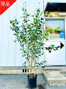 【現品発送】ジャクモンティー シラカバ 白樺 株立ち 9号 樹高2.0-2.5m(鉢底から)シンボルツリー 庭木 植木 落葉樹 落葉高木 植え替え不要