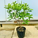 大きめ 沈丁花(ジンチョウゲ) 赤花 か 白花 6号 60cm前後(鉢底から) 苗木 花木 庭木 植木 常緑樹 常緑低木【送料無料】