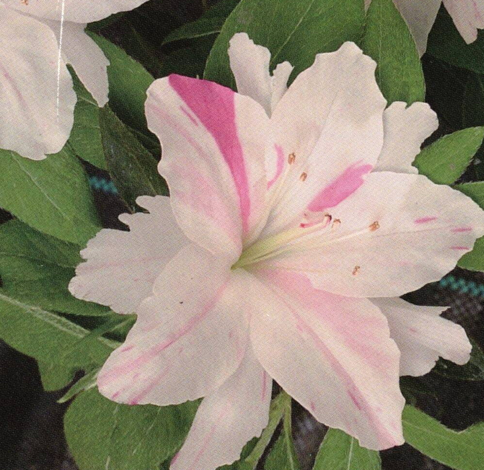 6本セットツツジ琉球絞り（リュウキュウシボリ）淡いピンクの下地に濃ピンク色の花約0.3m(根鉢含む) 花..