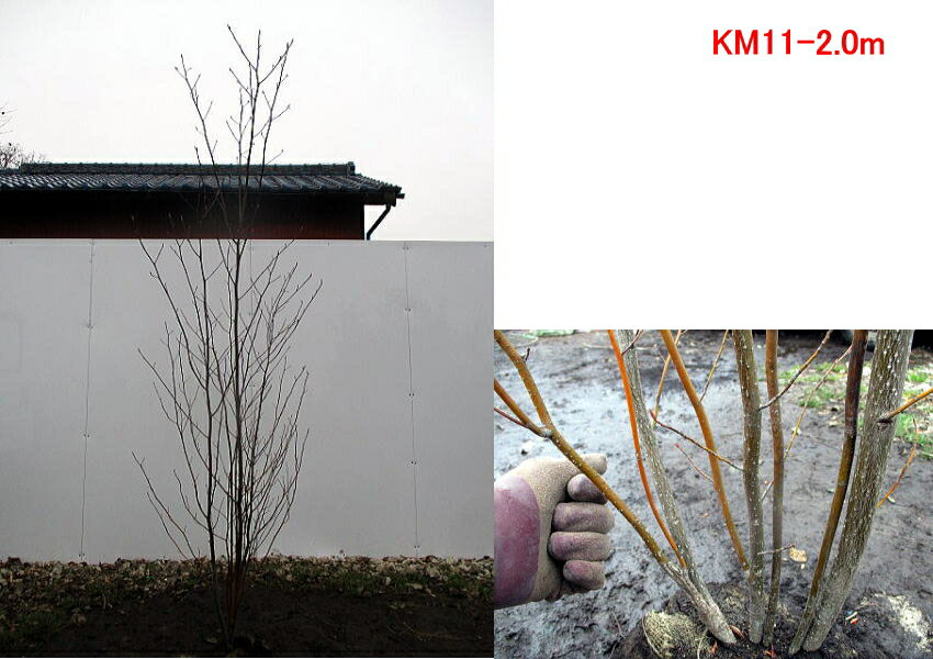 現品発送 クロモジ 植木 株立樹高2 0 2 4m 根鉢含まず 苗木 シンボルツリー 庭木 植木 落葉樹 落葉高木 ぐりーんぐりーん香りのある枝 雑木の庭に
