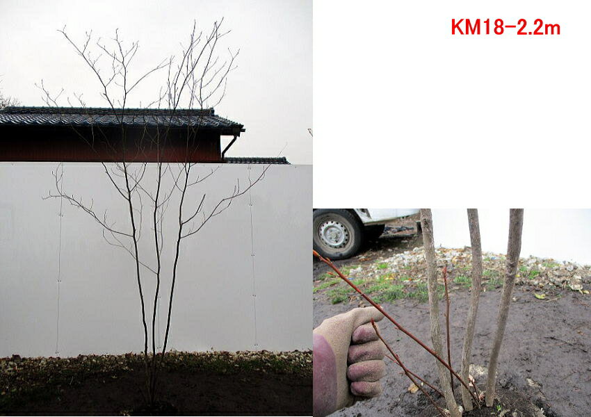 現品発送 クロモジ 植木 株立樹高2 0 2 4m 根鉢含まず 苗木 シンボルツリー 庭木 植木 落葉樹 落葉高木 ぐりーんぐりーん香りのある枝 雑木の庭に