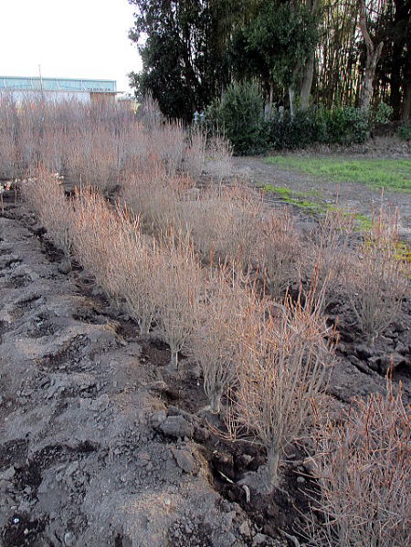 送料無料 植木 ４本セット ドウダンツツジ樹高0 8m以上 根鉢含まず 花木 庭木 植木 落葉樹 落葉低木 ぐりーんぐりーん しっかりした株