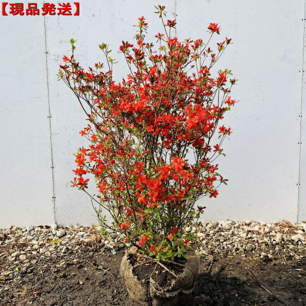 特別送料無料 凄い存在感 ホンキリシマ 本霧島 ツツジ樹高1 1 1 2m 根鉢含まず 花木 庭木 植木 常緑樹 常緑低木 Summitinternationalschool Com 特別送料無料 凄い存在感 ホンキリシマ 本霧島 ツツジ樹高1 1 1 2m 根鉢含まず 花木 庭木 植木 常緑樹 常緑低木 Summitinternationalschool Com