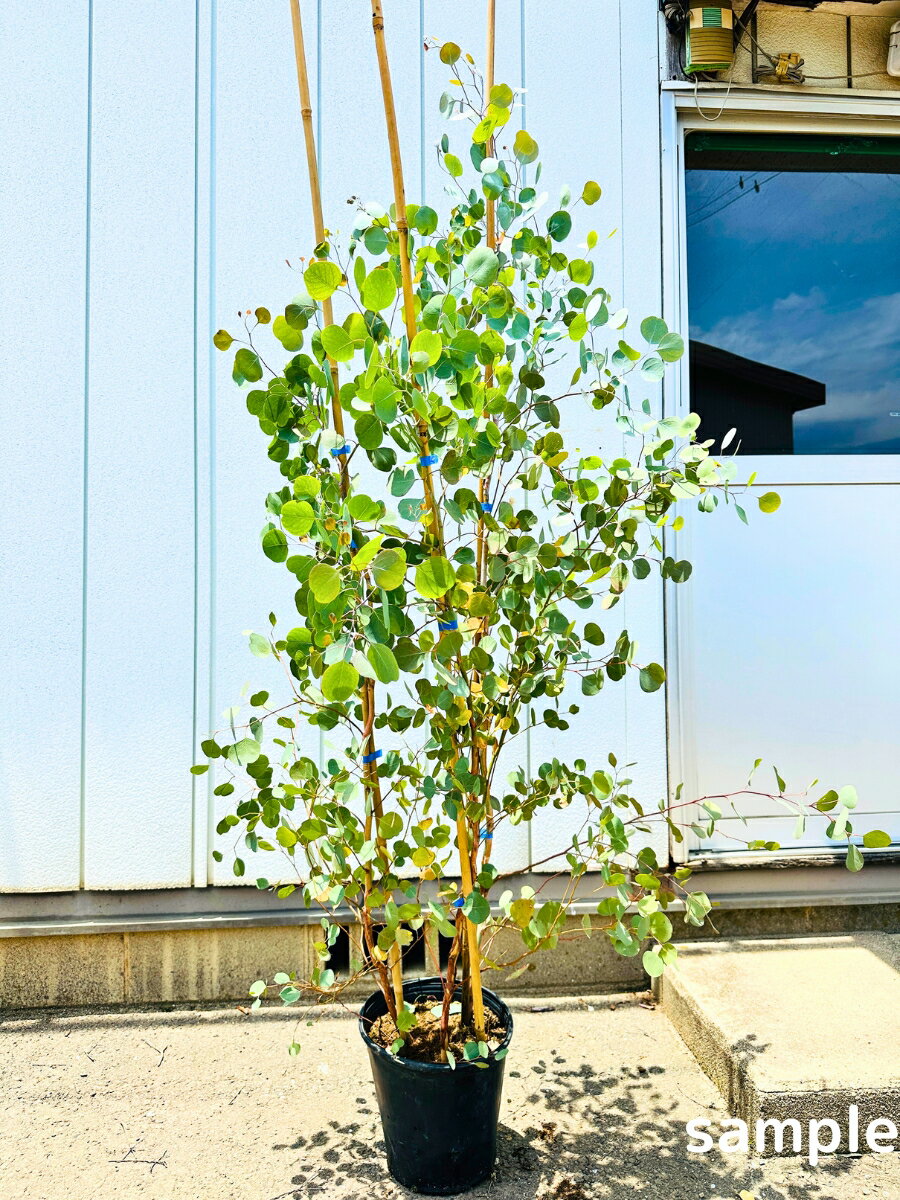 ユーカリ ポポラス 8号 株立ち1.7m前後(鉢底から) 丸葉ユーカリ ボリューム株 ポプルネア【母の日】【ははのひ】【ギフト】【記念樹】【新築祝い】シンボルツリー 庭木 植木 常緑樹 常緑高木 マルバ【送料無料】