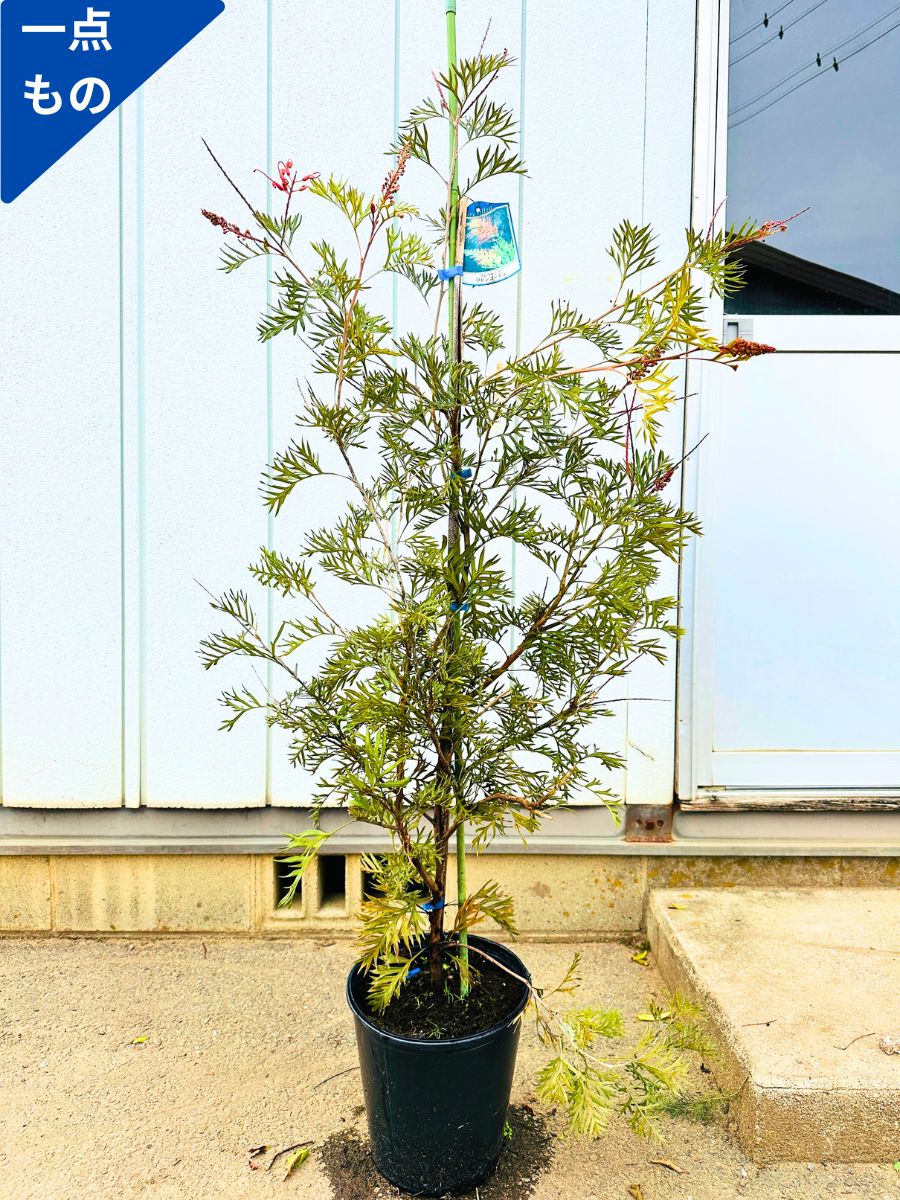 【一点もの】四季咲きグレビレア ロビンゴードン 8号樹高1.5m(鉢底から） 接ぎ木 つぎ木苗 シンボルツリー 庭木 植木 常緑樹 常緑高木【送料無料】のサムネイル