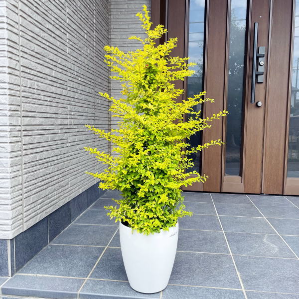 庭に植えるなら常緑樹 庭木で育てやすい人気の常緑樹おすすめ10選 暮らし の