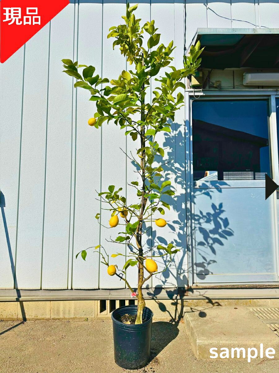 【現品発送】レモンの木 アレンユーレカ10号 樹高1.9-2.4m(鉢底から) レモンの苗木 果樹苗 柑橘苗 シンボルツリー 庭木 植木 常緑樹 常緑高木【送料無料】