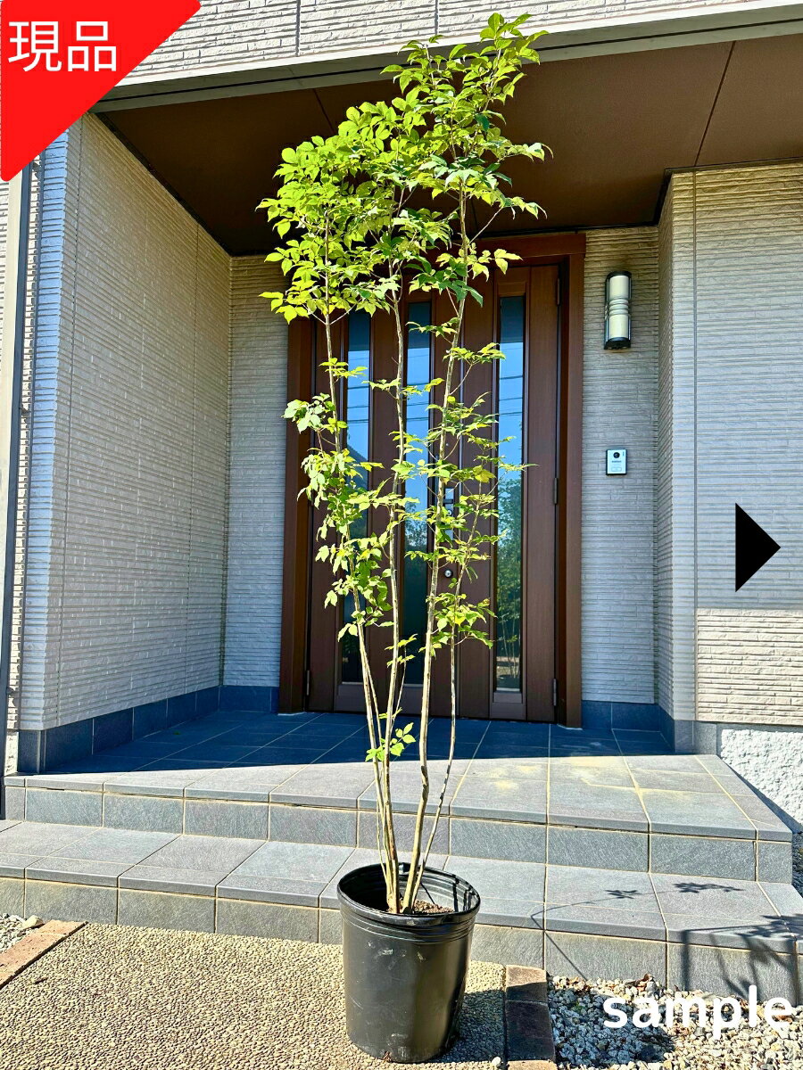 u アオダモ 株立ち 楽天市場】アオダモ 株立ち(植木|ガーデニング・農業):花