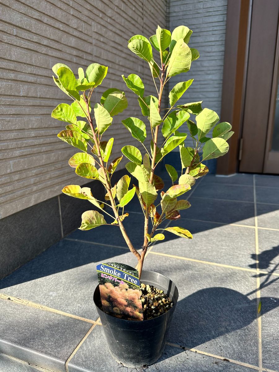 スモークツリー ピンクパール 樹高0.5m前後(鉢底から）4.5号 ほんのりピンク花 煙の木 ケムリノキ シンボルツリー 庭木 植木 落葉樹　落葉高木【送料無料】のサムネイル